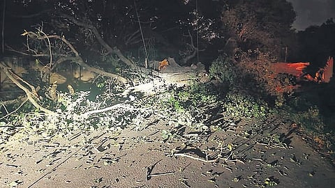 Tree falls on two-wheeler, kills woman