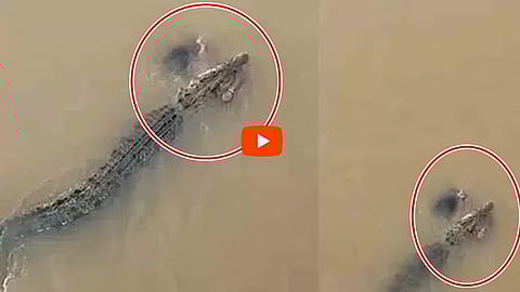 Video: Crocodile Drags Odisha Woman Into River