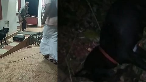 Stray dog attack: Dog that bit artist while performing awareness play found dead