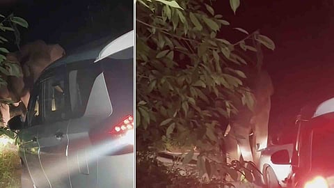 wild elephant Kabali