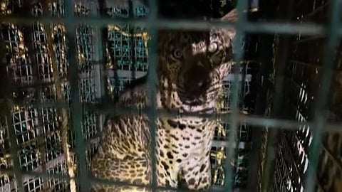 leopard rescued from well