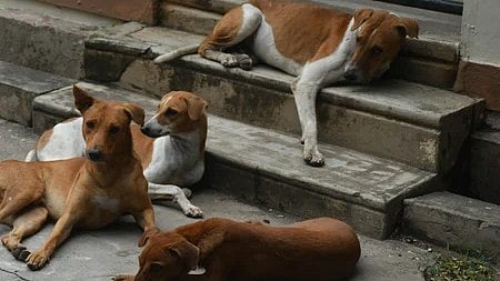 Stray dogs case: SC directs chief secretaries of states, UTs to appear before it on Nov 3
