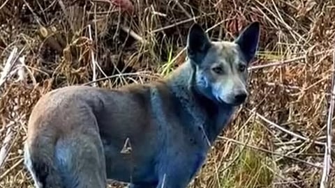 Chernobyl dogs turn blue