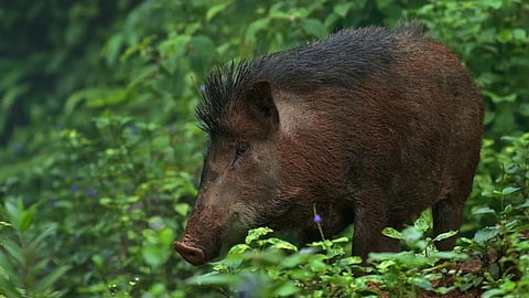 Wild boar issue kerala
