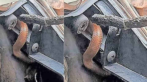 teacher in Kasargod narrowly escaped a snake bite