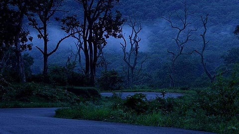 Experience Wayanad`s breathtaking fog-laden mornings and early winter chill