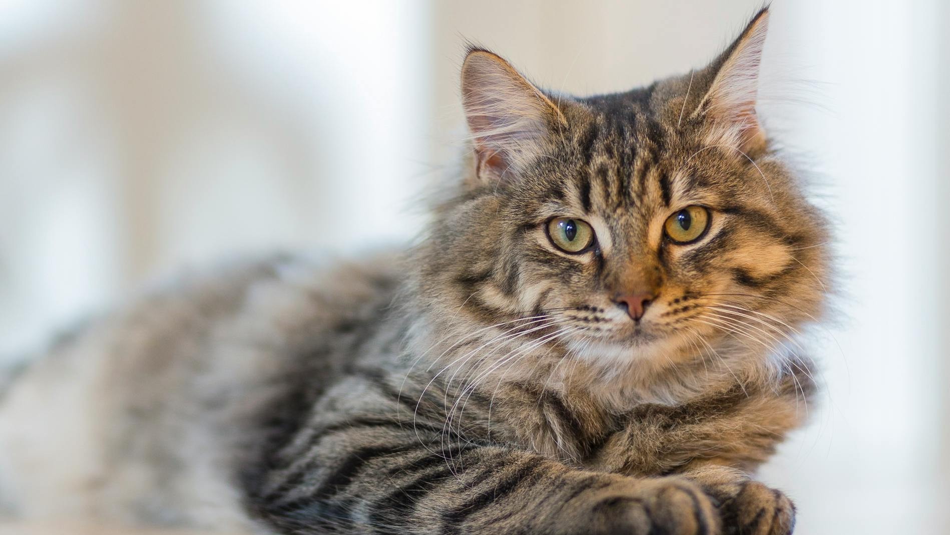 Cat Lover, Schizophrenia