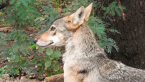 Jackals escape from enclosure in Delhi zoo