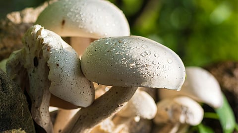 Mushroom Health Benefits
