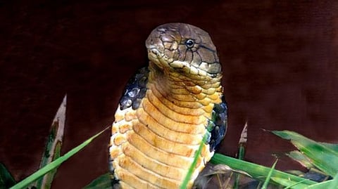king cobra found under bed in kannur