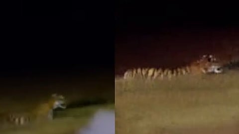 Tiger spotted in wayanad residental area