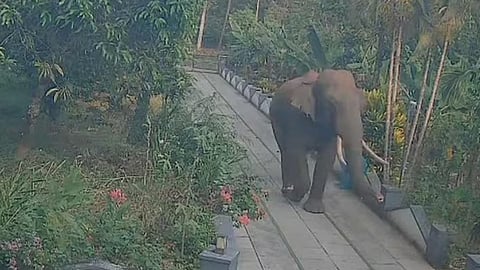 Elephant rampage in Kannur caused widespread panic and damage