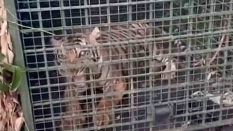 tiger fell into a trap Pathanamthitta