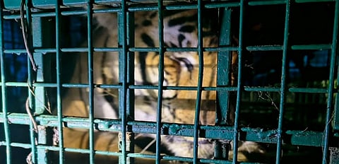 Wayanad Man-eating tiger that killed Maran in cage