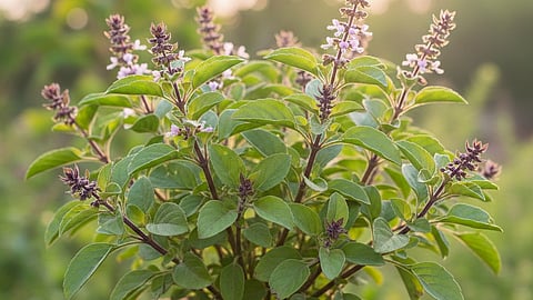 Tulsi water, Weight loss tips