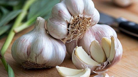 Garlic