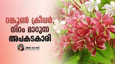 Rangoon creeper, ornamental plant