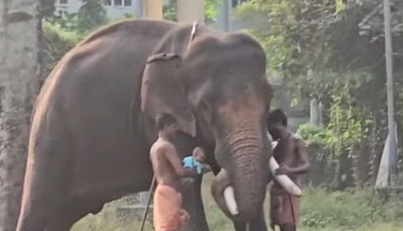 Baby miraculously survives after falling under elephant's feet