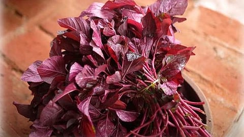 Red Spinach