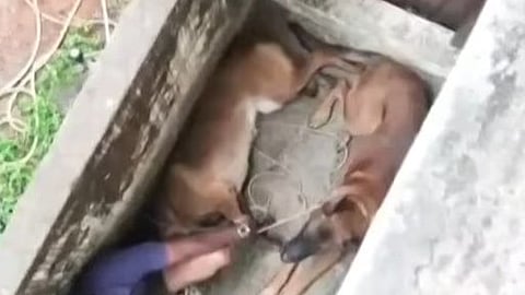 Dogs attacked student