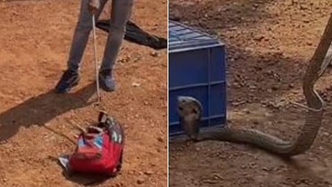 First grader's bag was heavy, but when he opened it, he found a cobra snake