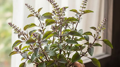 Tulsi Health Benefits