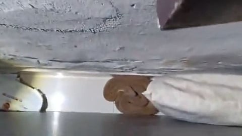 Viper in bedroom, sleeping family barely escapes