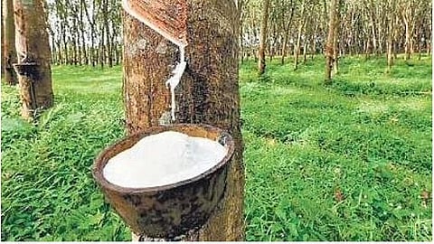 Kerala Rubber Limited,KRL