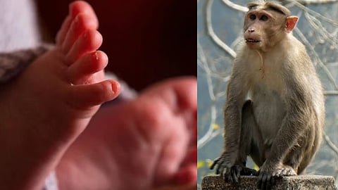 monkey throws newborn baby into well