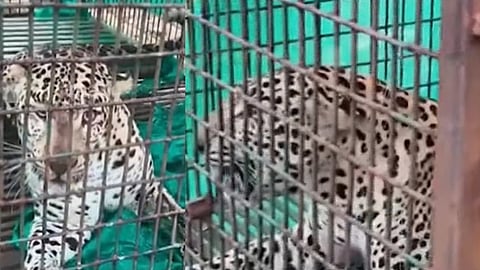 leopard trapped