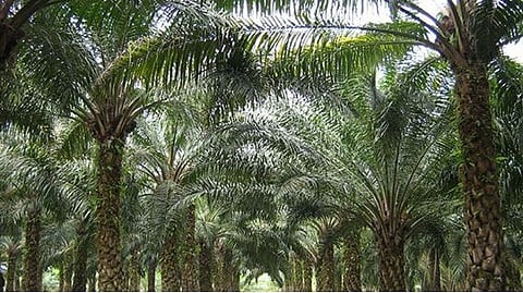 Oil Palm India,