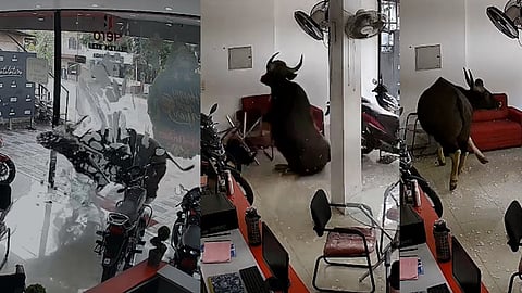 Wild buffalo runs wild