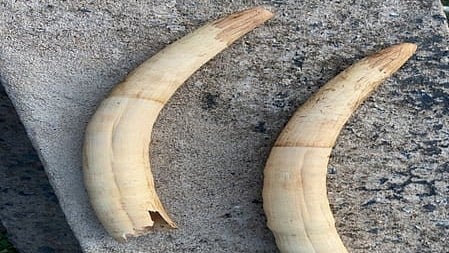 2 elephant tusks stolen from Army camp in Pangode,