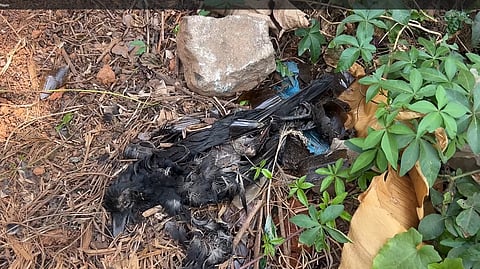 Birds die in mass in mysterious circumstances at Nedumkandam