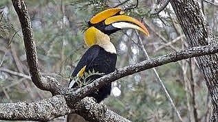 Hornbill