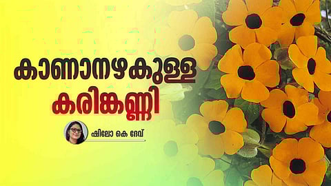 Black-Eyed Susan Vine (Karinkanni-Thunbergia alata) flowering climber spreading over garden fence