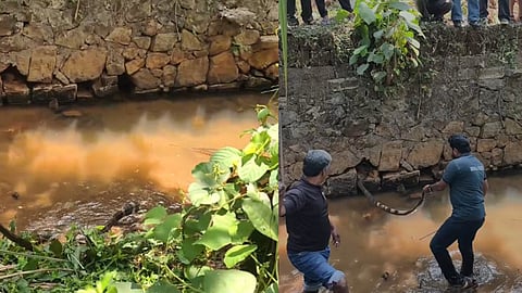 Huge king cobra caught in home yard