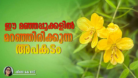 Yellow flowering Senna plant growing in Kerala landscape