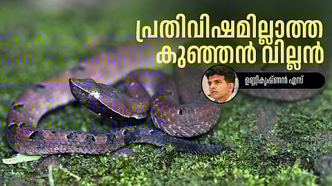 Hump-nosed pit viper (Hypnale hypnale) venomous snake found in Kerala forests and rural areas
