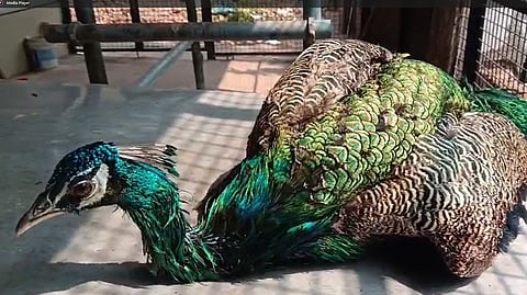 Peacock rescued from house well after net broke in Kannur