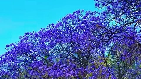 jacaranda tree