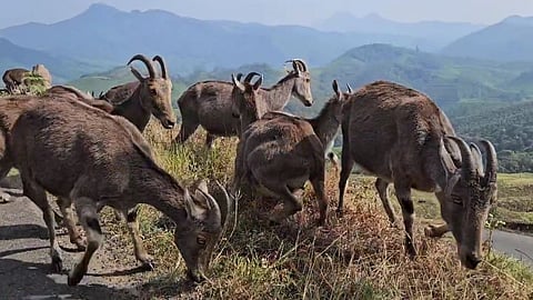 Spotted deer can be seen during the holidays; Eravikulam National Park reopens