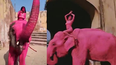  An elderly elephant died in 2026 following a photoshoot where it was painted pink.