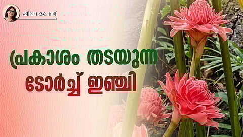 Torch ginger plant (Etlingera elatior) with vibrant flower highlighting its uses, benefits, and cultivation aspects