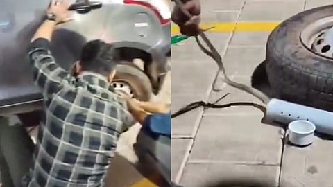 Cobra climbs into car parked on roadside, daringly caught, video