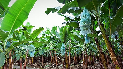 Health benefits of Vaazha