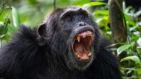 A massive once-in-500-year chimpanzee civil war has broken out