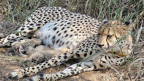 Cubs born to a daughter of South African cheetah Gamini