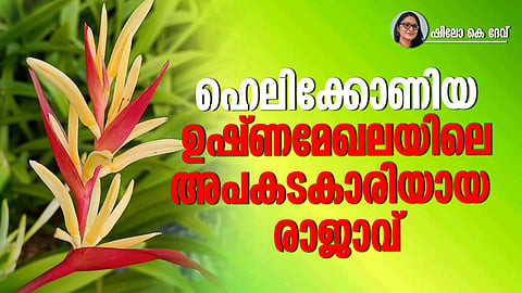 Bright red and yellow Heliconia flowers growing in a tropical garden setting