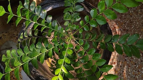 Curry Leaves
